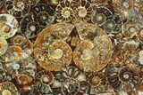 Composite Plate Of Agatized Ammonite Fossils #107330-1